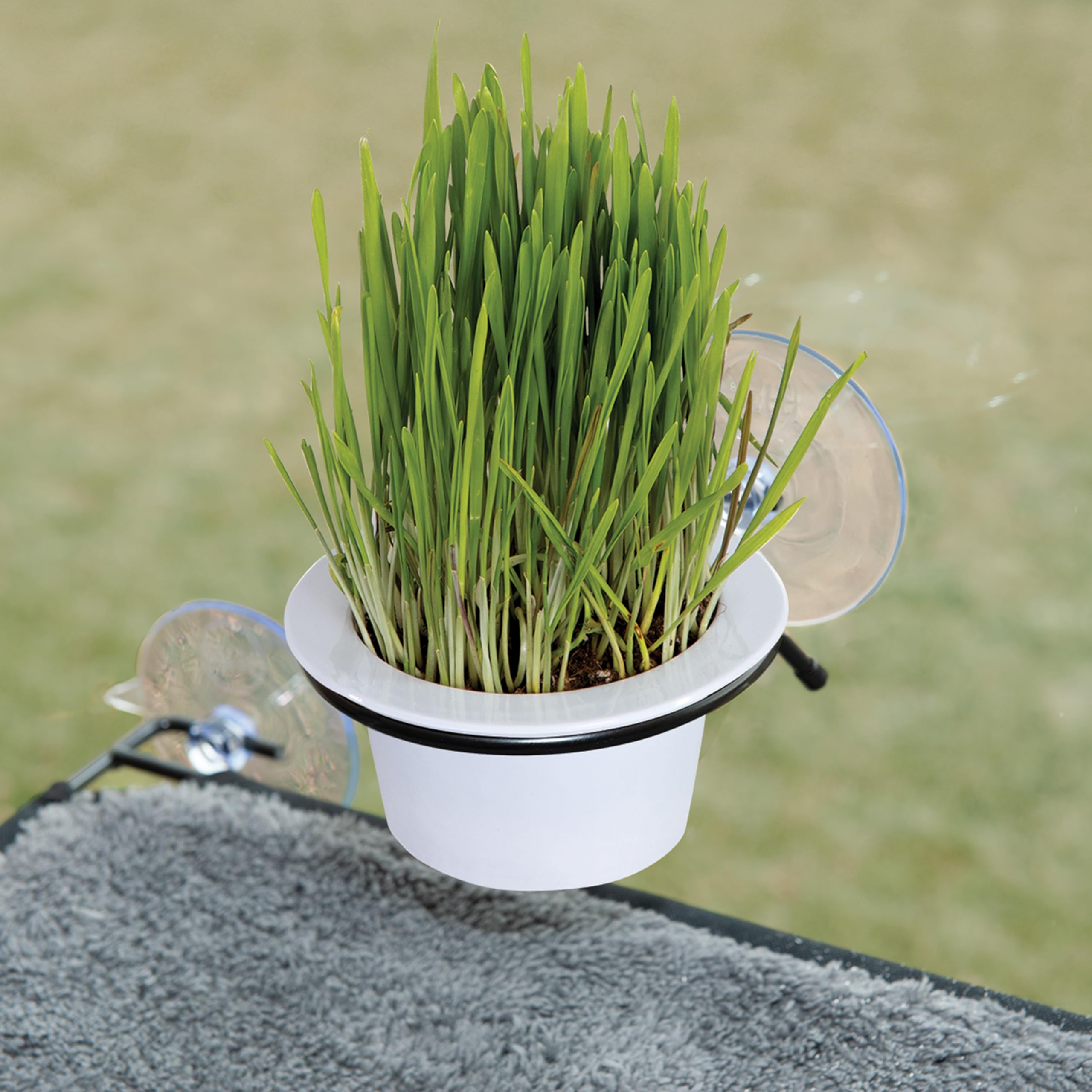 K&H Pet Products EZ Mount Cat Grass Grow Station for Window - Healthy Home Grown Grass Cat Kit for Bored Indoor Adult Cats Pairs Purr-fectly with Cat Window Perches Farmed in USA Non-GMO Grass